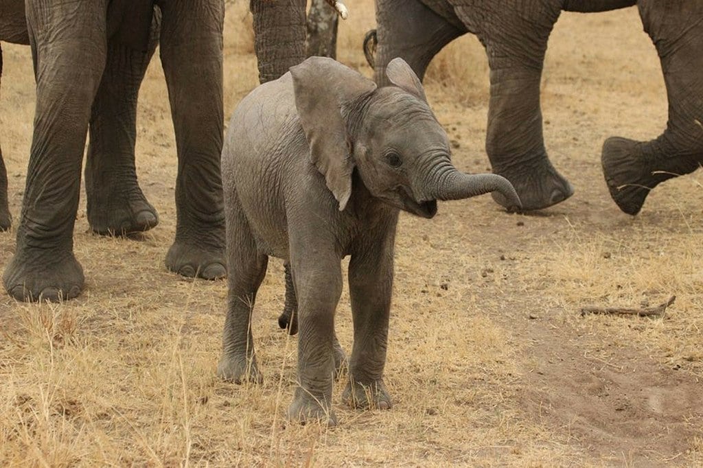 Conseils pour un safari réussi en Afrique du Sud