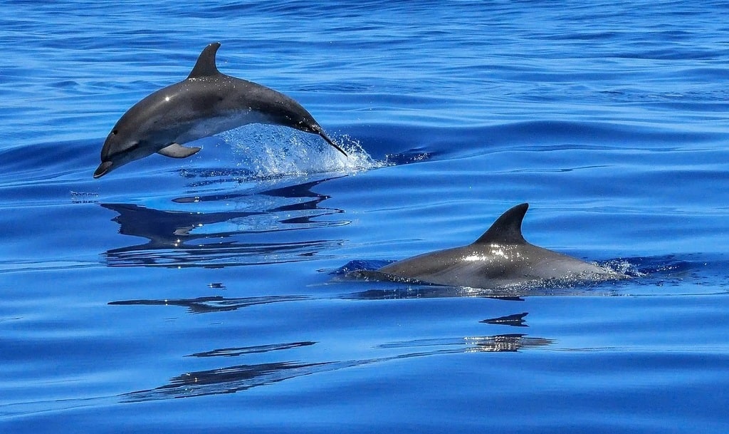Observation des dauphins&nbsp;: vivre une sortie en mer inoubliable